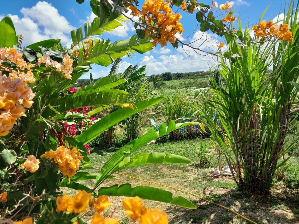 Location Vacances Guadeloupe Gite Et Table D'Hotes Kaz A Klemence Anse-Bertrand מראה חיצוני תמונה